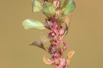 Pourpier d'eau Lythrum portula (L.) D.A.Webb, 1967