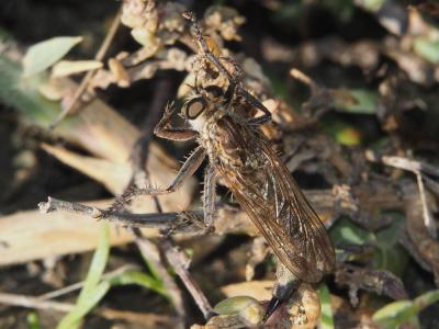  Asilidae Latreille, 1802