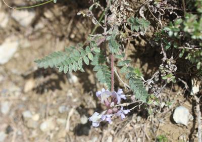 Oxytropis de Suisse, Oxytropis de Gaudin Oxytropis helvetica Scheele, 1843