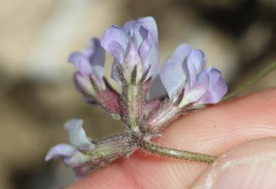 Oxytropis de Suisse, Oxytropis de Gaudin Oxytropis helvetica Scheele, 1843