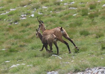 Chamois Rupicapra rupicapra (Linnaeus, 1758)