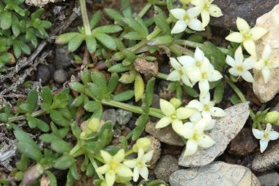 Gaillet de Suisse, Gaillet à grosses graines Galium megalospermum All., 1785