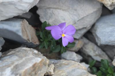 Violette du mont Cenis Viola cenisia L., 1763