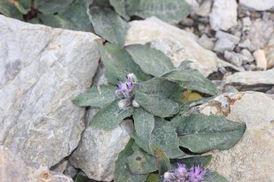Saussurée basse Saussurea alpina subsp. depressa (Gren.) Gremli, 1878