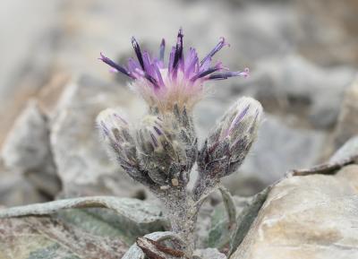 Saussurée basse Saussurea alpina subsp. depressa (Gren.) Gremli, 1878
