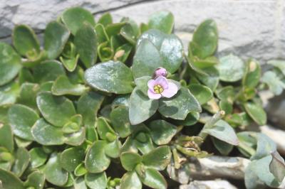 Tabouret à feuillles rondes Noccaea rotundifolia subsp. rotundifolia (L.) Moench, 1802