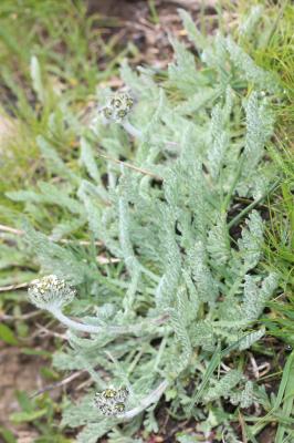 Achillée naine, Faux Génépi Achillea nana L., 1753