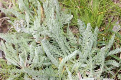 Achillée naine, Faux Génépi Achillea nana L., 1753