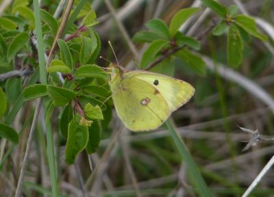 Fluoré (Le) Colias alfacariensis Ribbe, 1905