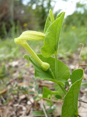 Aristoloche à feuilles rondes, Aristoloche arrondi Aristolochia rotunda L., 1753