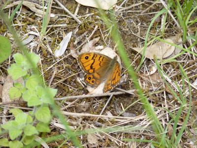 Mégère (La), Satyre (Le) Lasiommata megera (Linnaeus, 1767)