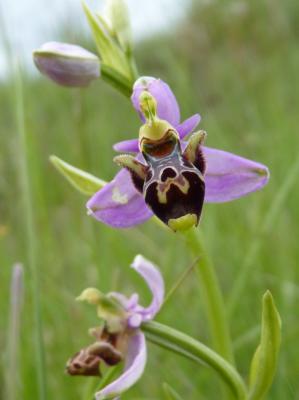 Ophrys bécasse Ophrys scolopax Cav., 1793