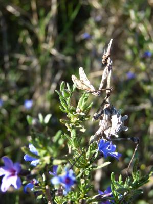 Empuse commune, Diablotin Empusa pennata (Thunberg, 1815)