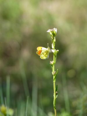 Aurore de Provence (L') Anthocharis euphenoides Staudinger, 1869