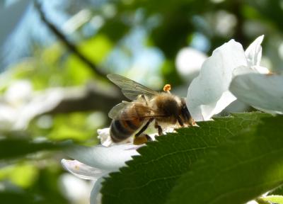 Abeille domestique, Abeille européenne, Abeille me Apis mellifera Linnaeus, 1758
