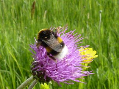 Bourdon terrestre (Le) Bombus terrestris (Linnaeus, 1758)