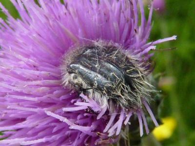  Tropinota hirta (Poda, 1761)