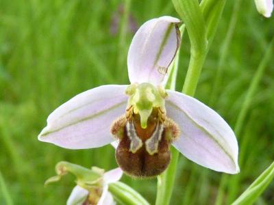 Ophrys abeille Ophrys apifera Huds., 1762