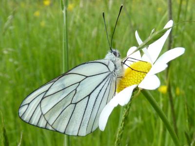 Gazé (Le), Piéride de l'Aubépine (La), Piéride gaz Aporia crataegi (Linnaeus, 1758)