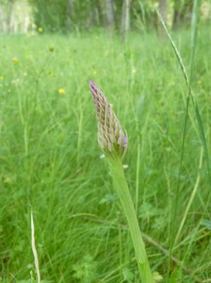 Orchis pyramidal, Anacamptis en pyramide Anacamptis pyramidalis (L.) Rich., 1817