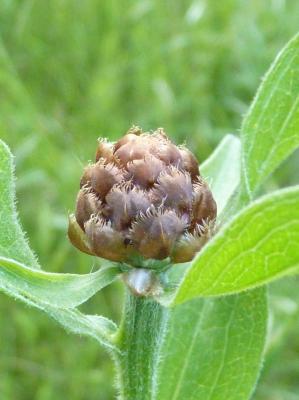 Centaurée jacée, Tête de moineau, Ambrette Centaurea jacea L., 1753