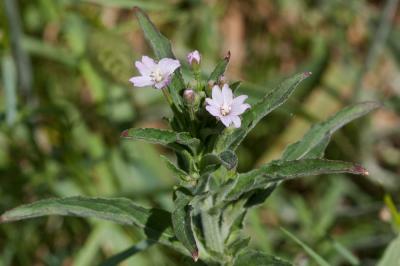Épilobe à petites fleurs Epilobium parviflorum Schreb., 1771