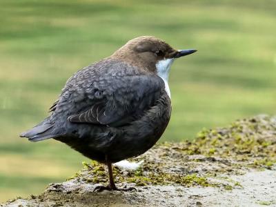 Cincle plongeur Cinclus cinclus (Linnaeus, 1758)