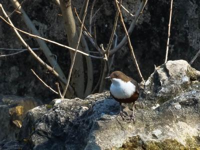 Cincle plongeur Cinclus cinclus (Linnaeus, 1758)