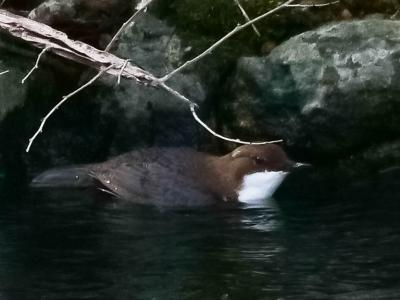 Cincle plongeur Cinclus cinclus (Linnaeus, 1758)