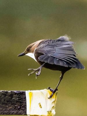 Cincle plongeur Cinclus cinclus (Linnaeus, 1758)
