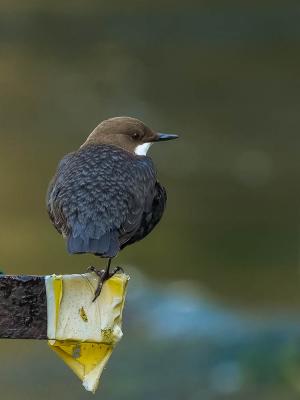 Cincle plongeur Cinclus cinclus (Linnaeus, 1758)