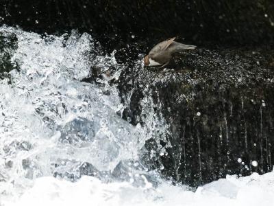 Cincle plongeur Cinclus cinclus (Linnaeus, 1758)