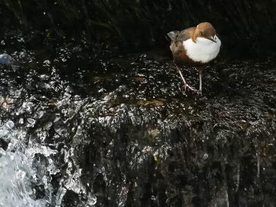 Cincle plongeur Cinclus cinclus (Linnaeus, 1758)