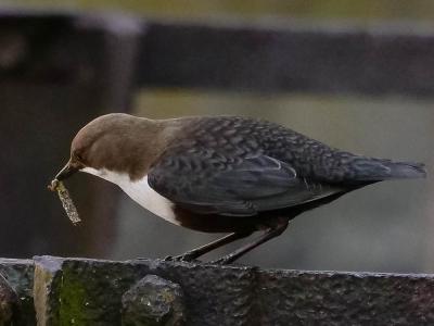 Cincle plongeur Cinclus cinclus (Linnaeus, 1758)