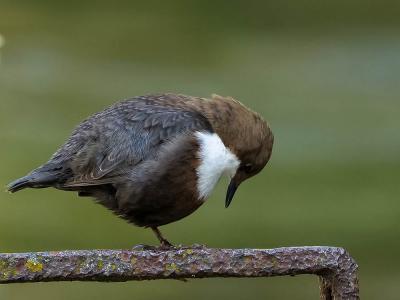 Cincle plongeur Cinclus cinclus (Linnaeus, 1758)