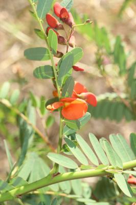 Flamboyant d'Hyères Sesbania punicea (Cav.) Benth., 1859