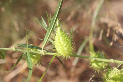 Gonphocarpe Gomphocarpus fruticosus (L.) R.Br., 1809