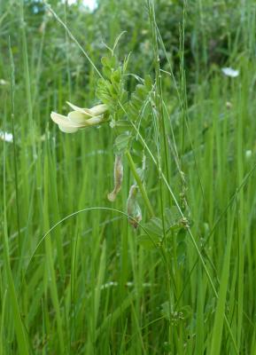Vesce hybride Vicia hybrida L., 1753
