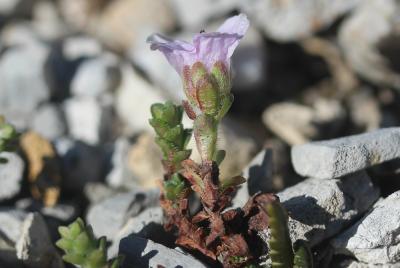 Saxifrage à feuilles opposées, Saxifrage glanduleu Saxifraga oppositifolia L., 1753