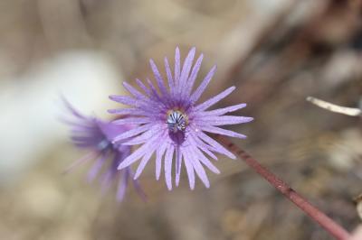 Soldanelle des Alpes Soldanella alpina L., 1753