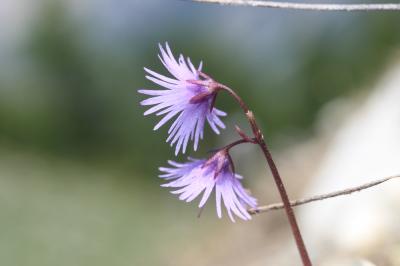 Soldanelle des Alpes Soldanella alpina L., 1753