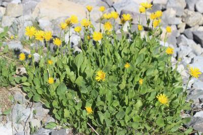 Doronic à grandes fleurs Doronicum grandiflorum Lam., 1786