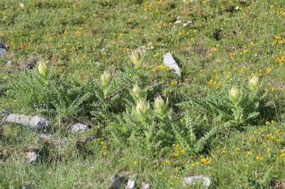 Cirse épineux Cirsium spinosissimum (L.) Scop., 1769