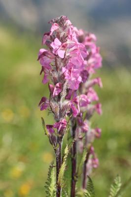 Pédiculaire incarnate Pedicularis rostratospicata subsp. helvetica (Steininger) O.Schwarz, 1949