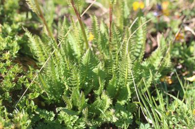 Pédiculaire incarnate Pedicularis rostratospicata subsp. helvetica (Steininger) O.Schwarz, 1949