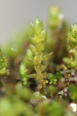  Bryum gemmiferum R.Wilczek & Demaret, 1976