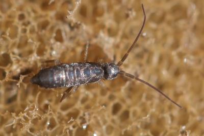  Pogonognathellus longicornis (Müller, 1776)