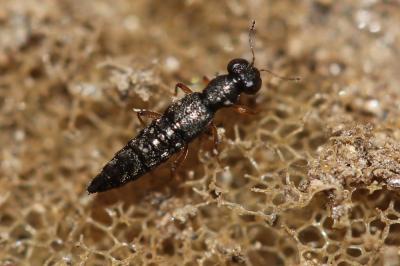  Stenus picipes Stephens, 1833