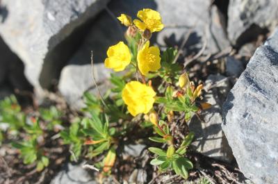 Hélianthème alpestre Helianthemum italicum var. alpestre (Jacq.) Gren., 1848