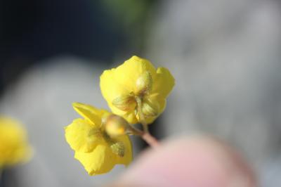 Hélianthème alpestre Helianthemum italicum var. alpestre (Jacq.) Gren., 1848